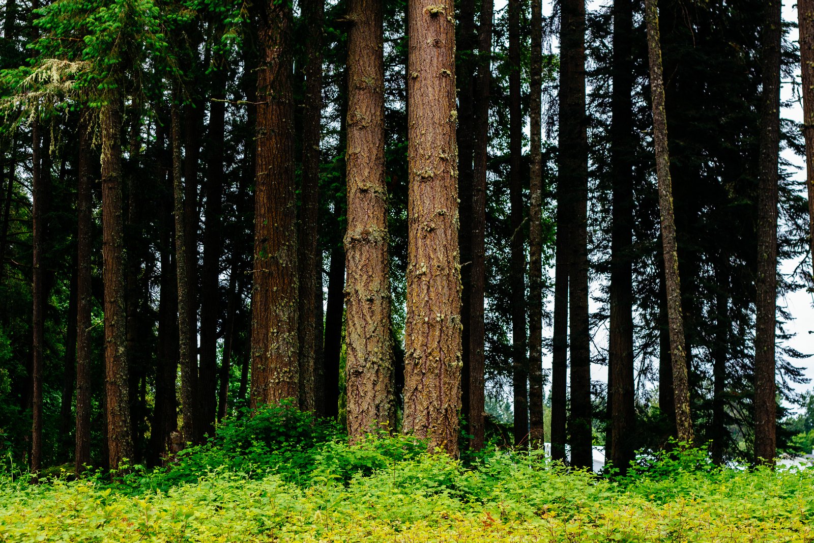 Timber Plantation